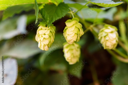 Obraz na płótnie Close up green hop cones growing in nature