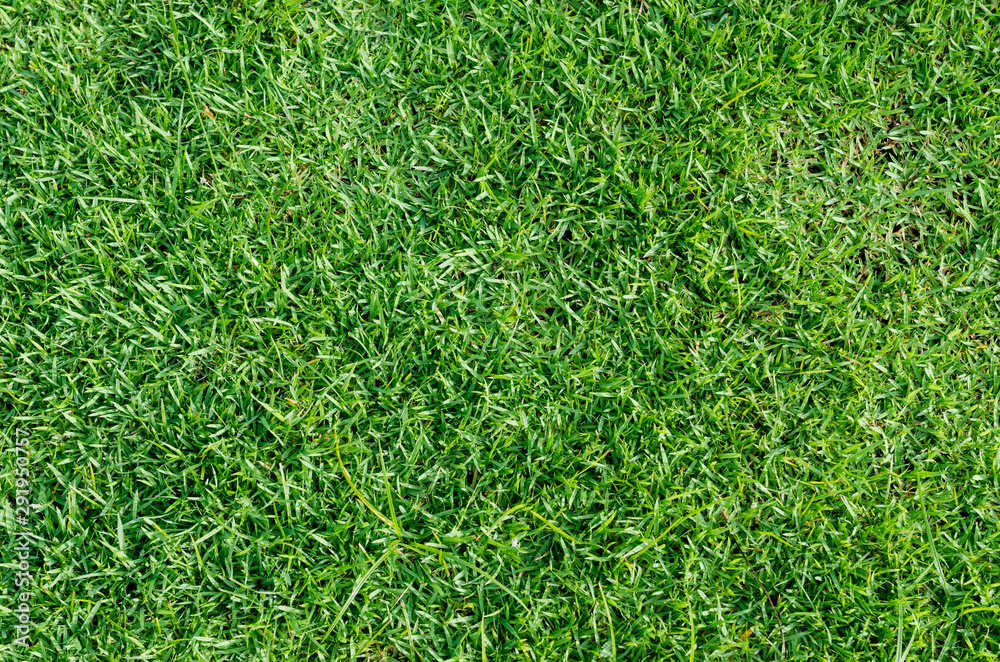 background of green grass background of green grass