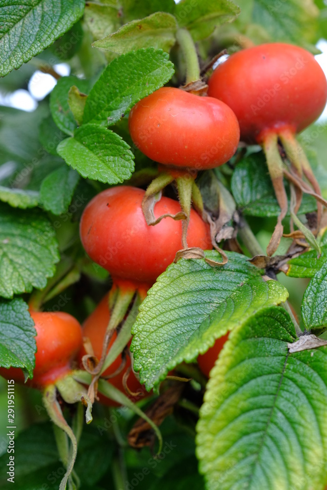 日本のハマナスのカラフルな実 Stock Photo Adobe Stock 日本のハマナスのカラフルな実 Stock Photo Adobe Stock