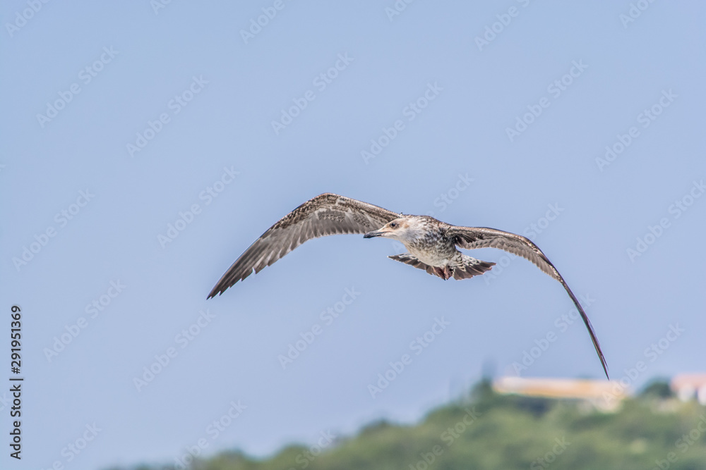 Fototapeta premium A seagull flying at Gaios the port of Paxoi island, Ionian islands, Greece