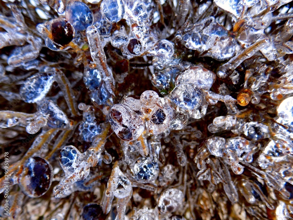 Close-up of ice frozen on a bush