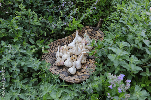 Organic garlic in a knitted basket among herbs