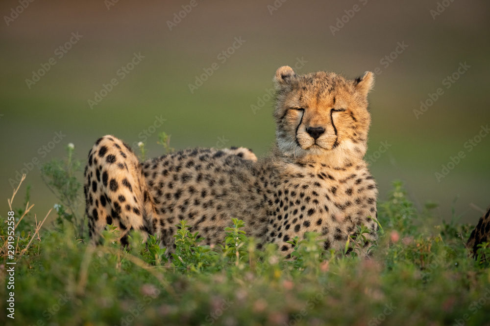 Cheetah cub with eyes closed in bushes Cheetah cub with eyes closed in bushes