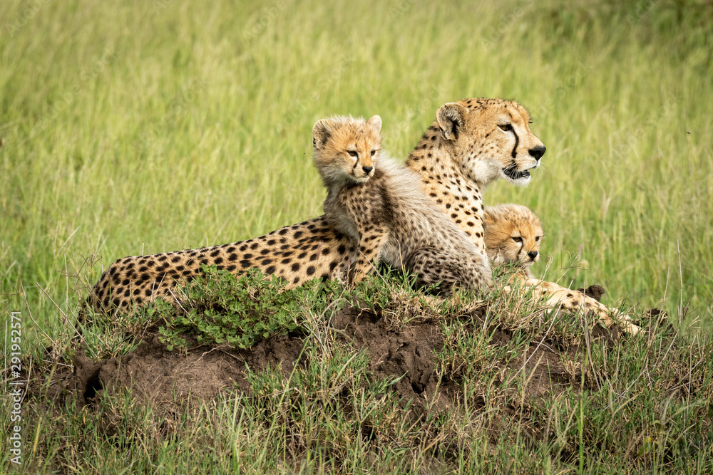 Naklejka premium Cheetah cubs lie with mother on mound