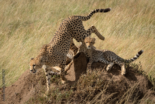Cheetah hops from cubs on termite mound