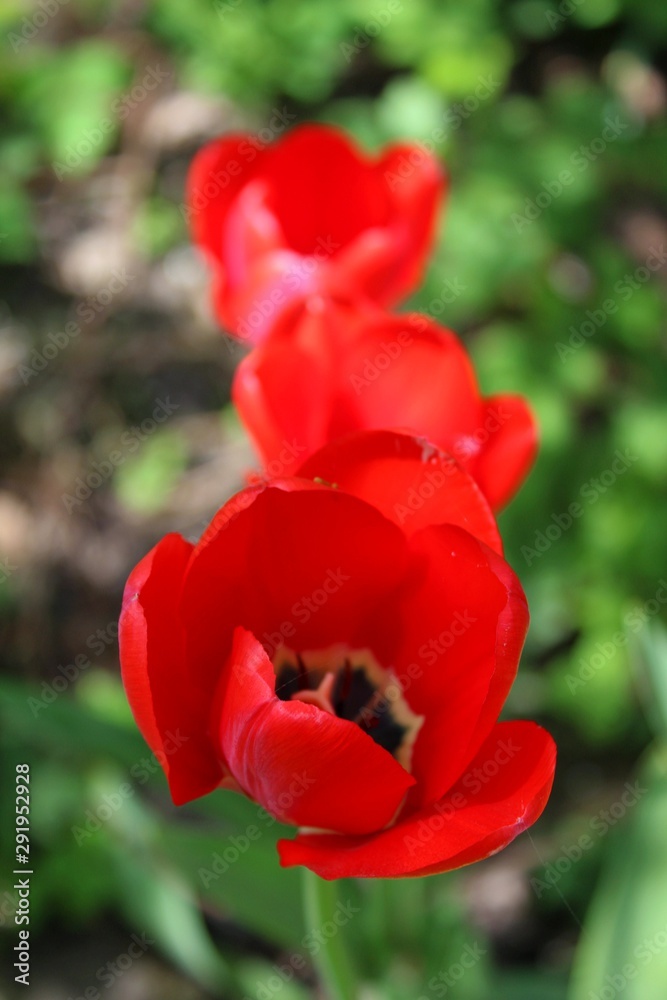 Flower tulips blooming on sunset in spring tulips garden on blurry tulips flower background Flower tulips blooming on sunset in spring tulips garden on blurry tulips flower background