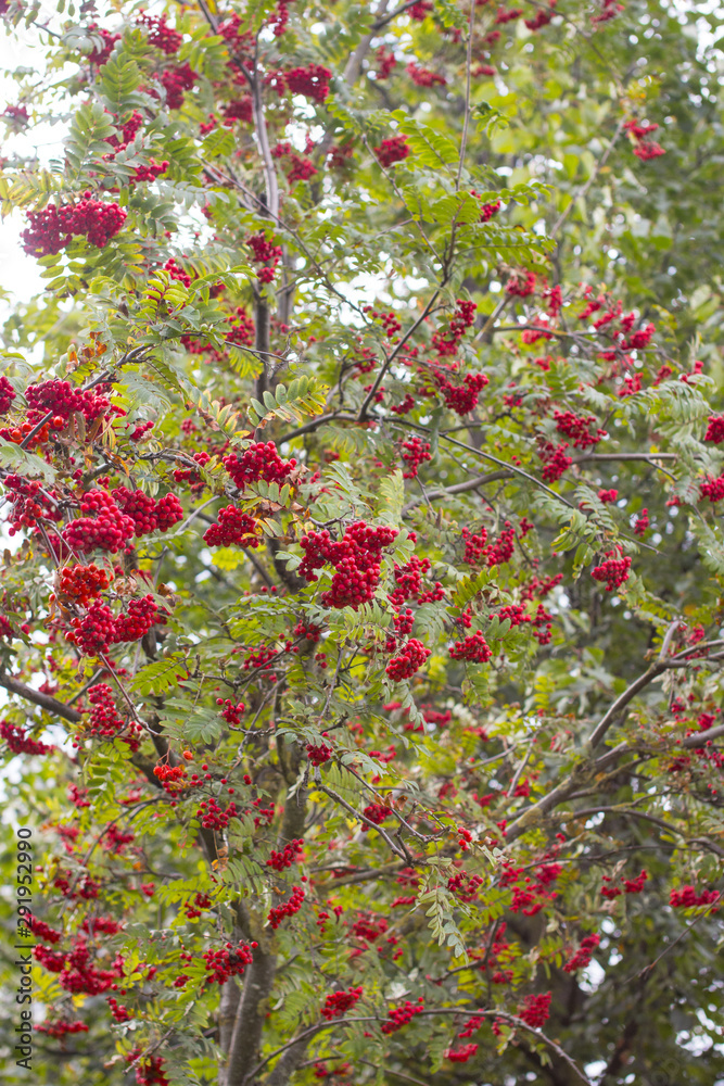 Red ripe Rowan berries. Golden autumn in the Park.