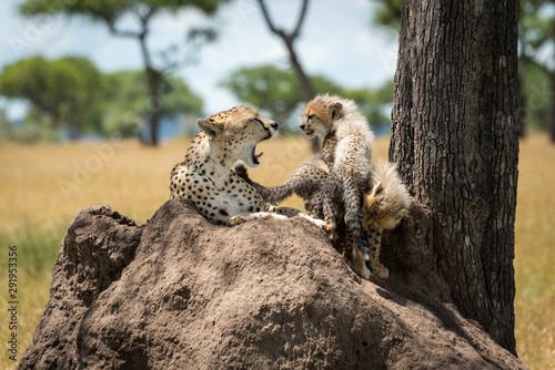 Cheetah lies yawning on mound by cubs © Nick Dale