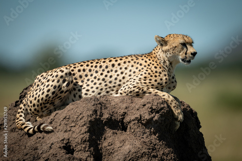 Cheetah rests on termite mound looking ahead