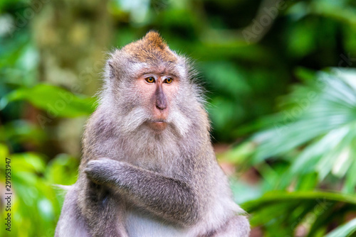 Macaque monkey at Ubud Monkey Forest in Bali, Indonesia © Thomas Dutour