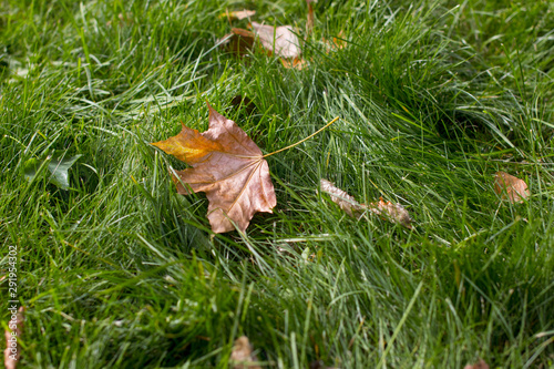 Fallen maple leaves. Indian summer.