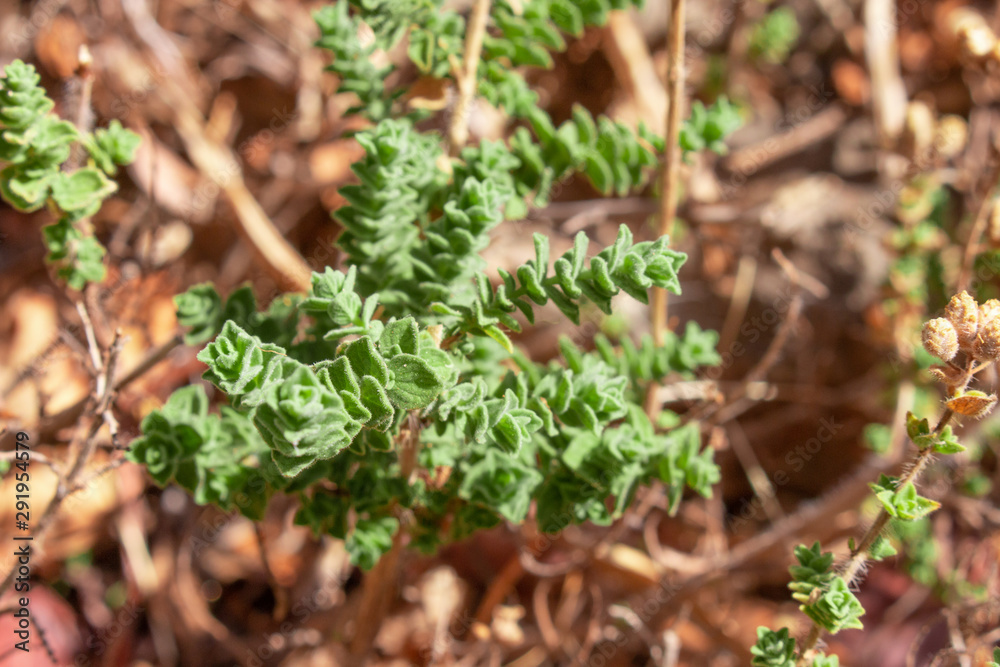 Wild oregano grows in the mountains. Raw oregano in field with blured background. Greek natural herb oregano. Green and fresh oregano flowers.