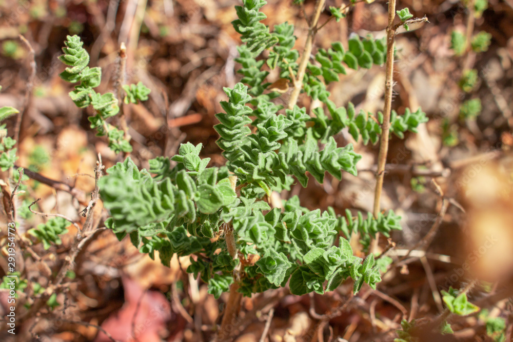 Wild oregano grows in the mountains. Raw oregano in field with blured background. Greek natural herb oregano. Green and fresh oregano flowers. Wild oregano grows in the mountains. Raw oregano in field with blured background. Greek natural herb oregano. Green and fresh oregano flowers.