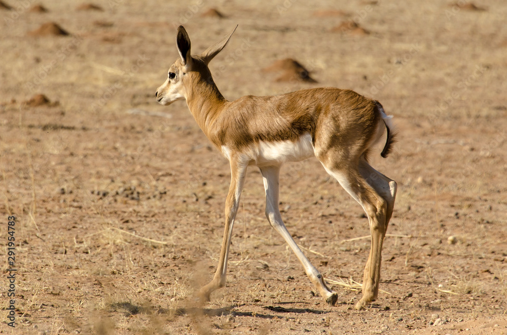 Springbok, Antidorcas marsupialis, Afrique du Sud Springbok, Antidorcas marsupialis, Afrique du Sud