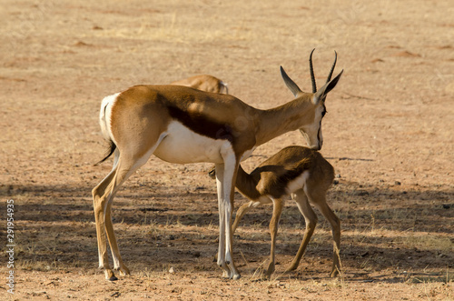 Springbok, Antidorcas marsupialis, Afrique du Sud