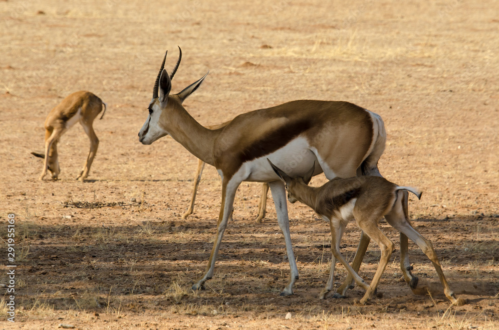 Springbok, Antidorcas marsupialis, Afrique du Sud Springbok, Antidorcas marsupialis, Afrique du Sud