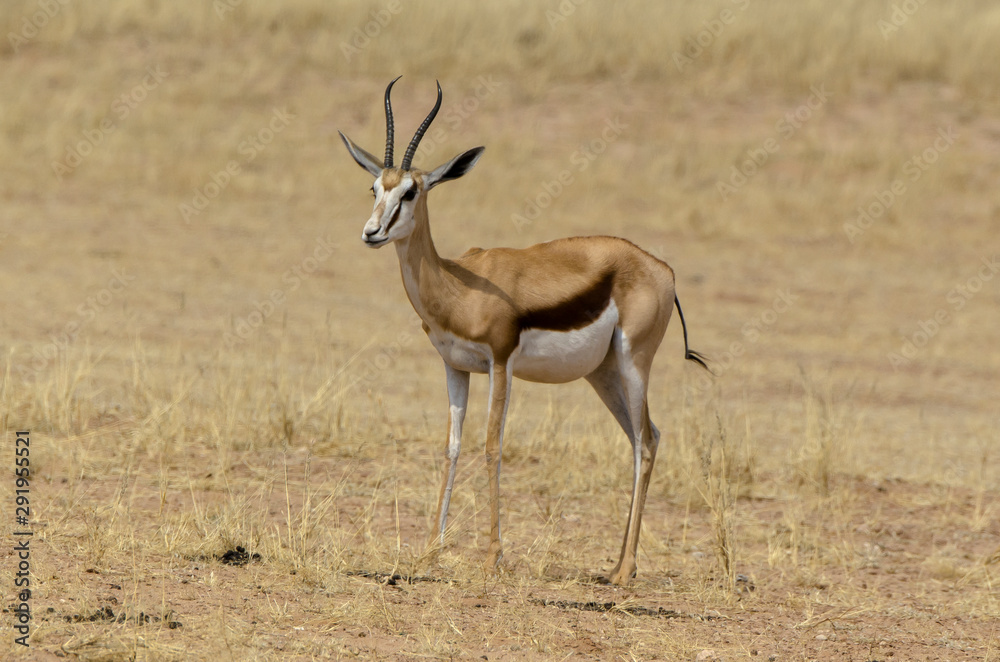 Springbok, Antidorcas marsupialis, Afrique du Sud Springbok, Antidorcas marsupialis, Afrique du Sud