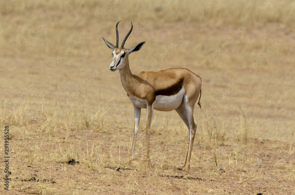 Springbok, Antidorcas marsupialis, Afrique du Sud Springbok, Antidorcas marsupialis, Afrique du Sud