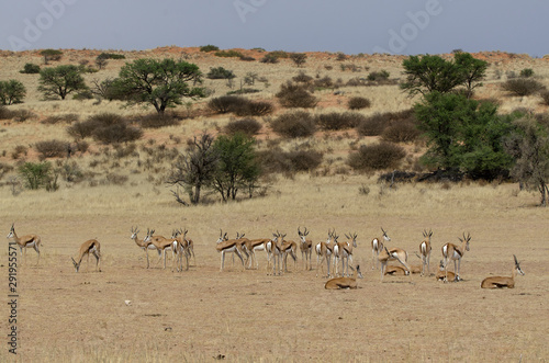 Springbok, Antidorcas marsupialis, Afrique du Sud © JAG IMAGES