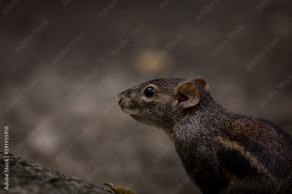 Naklejka premium Indochinese ground squirrel on ground in park of Thailand.