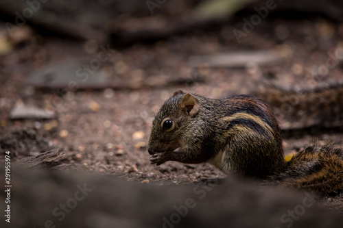 Indochinese ground squirrel on ground in park of Thailand.