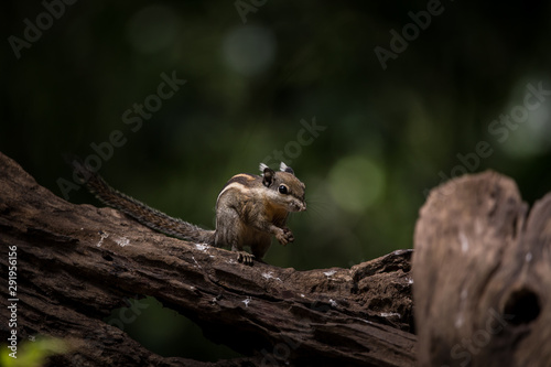 Indochinese ground squirrel on dry wood in park of Thailand.