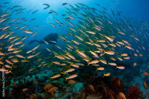 Florida Keys Diver