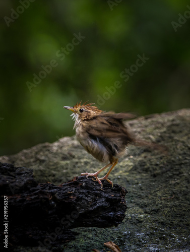  Pin-striped Tit Babbler (Macronus gularis) Standing furry on a rock in park. © photonewman