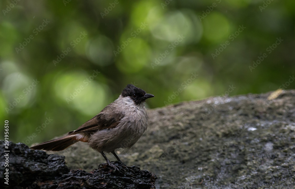 Naklejka premium Sooty-headed Bulbul (Pycnonotus aurigaster) on dry tree in park.