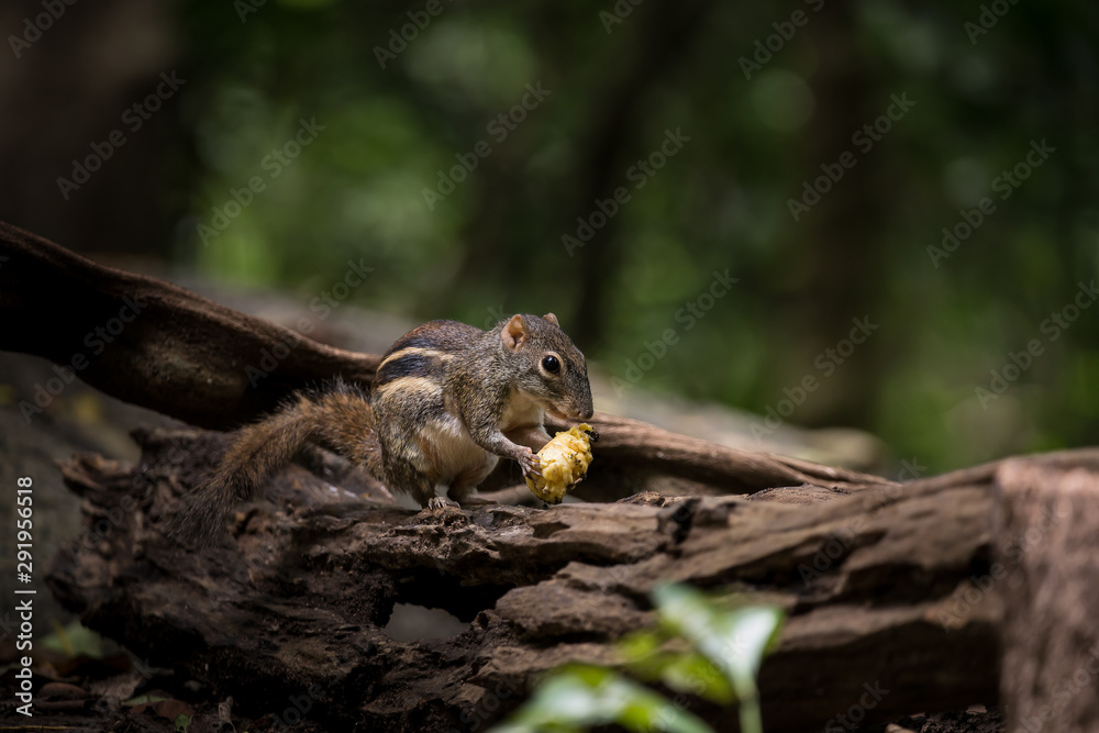 Indochinese ground squirrel (Menetes berdmorei) Eating a banana on a log in the garden.
