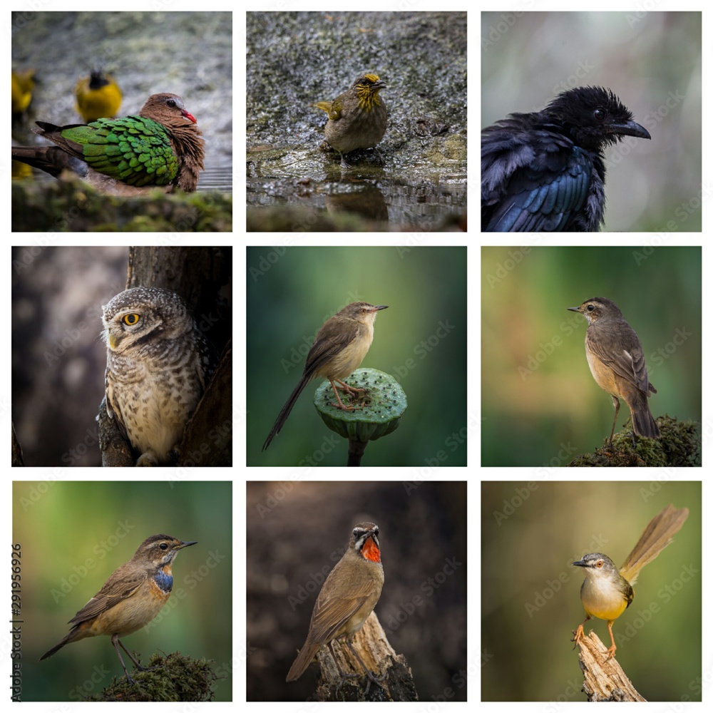Fototapeta premium Image of 9 birds arranged in a row on a white background.