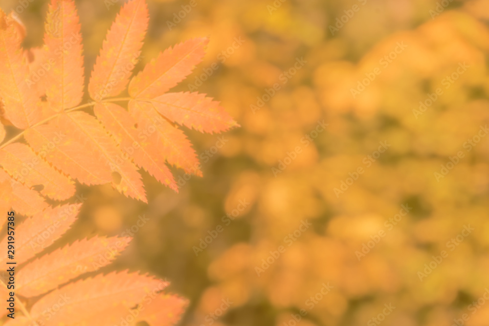 Blurred light background in yellow , orange natural tones. The atmosphere of autumn colors. Blurred light background in yellow , orange natural tones. The atmosphere of autumn colors.