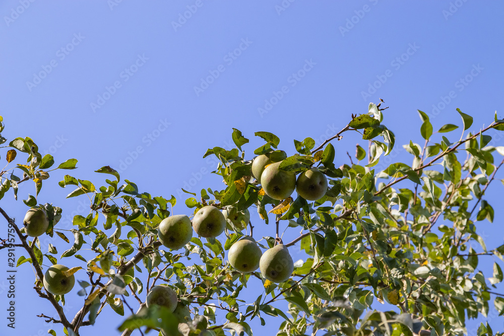 Harvest ripe tasty pears on a tree in the garden