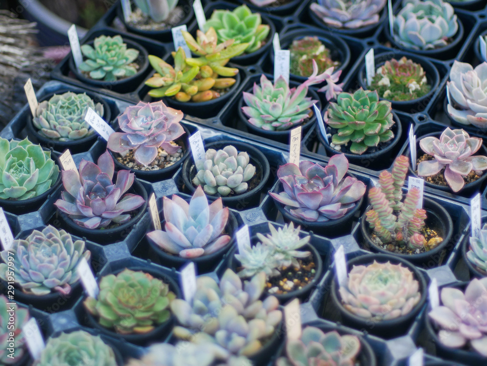 many kind of cactus on the table with sunshine on it many kind of cactus on the table with sunshine on it