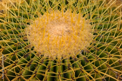 Cactus