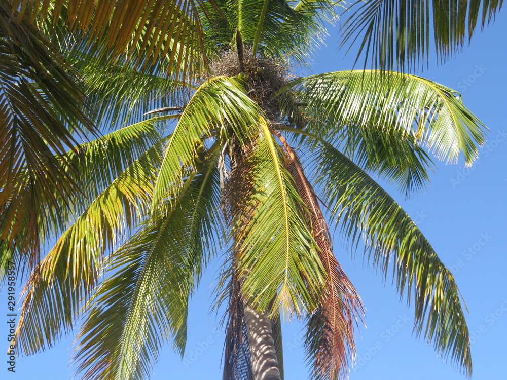 Fototapeta premium palm tree with coconuts