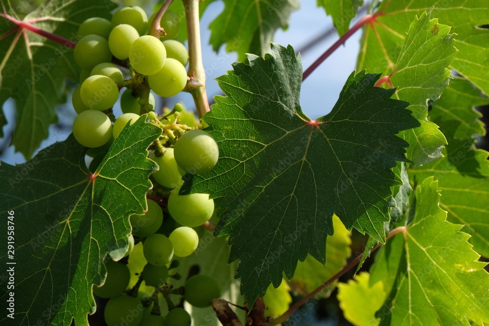 Grappe de raisin dans une vigne Grappe de raisin dans une vigne
