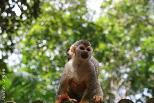 Macaco de Cheiro da Amazônia © Ricardo