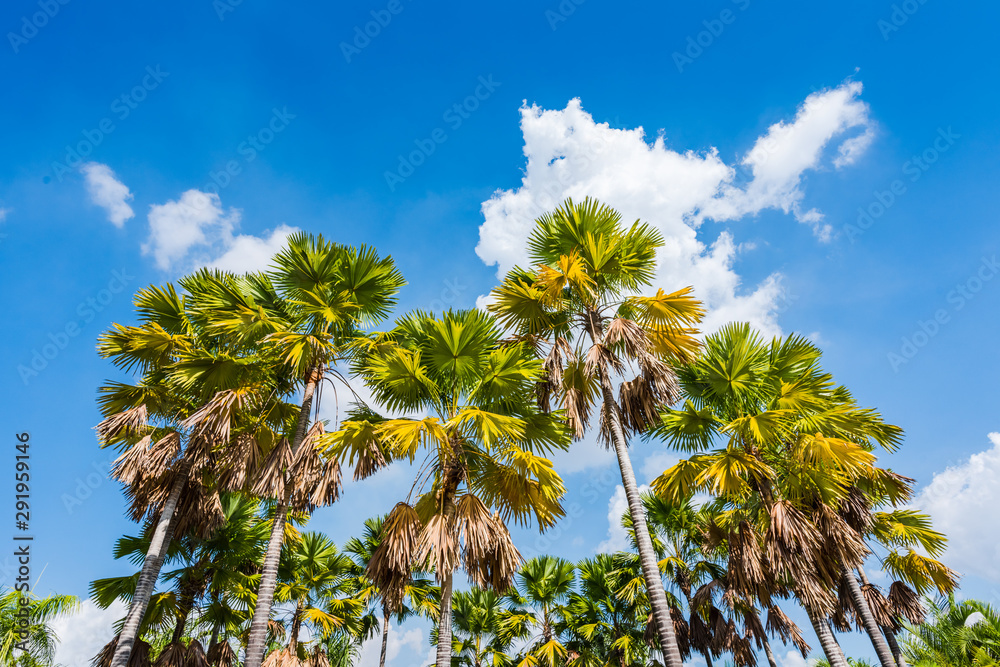 Fototapeta premium palm tree in Public Park