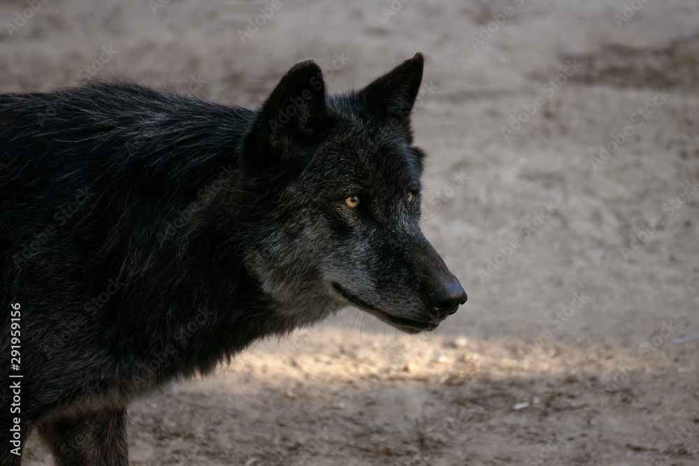 Retrato de un lobo ártico negro