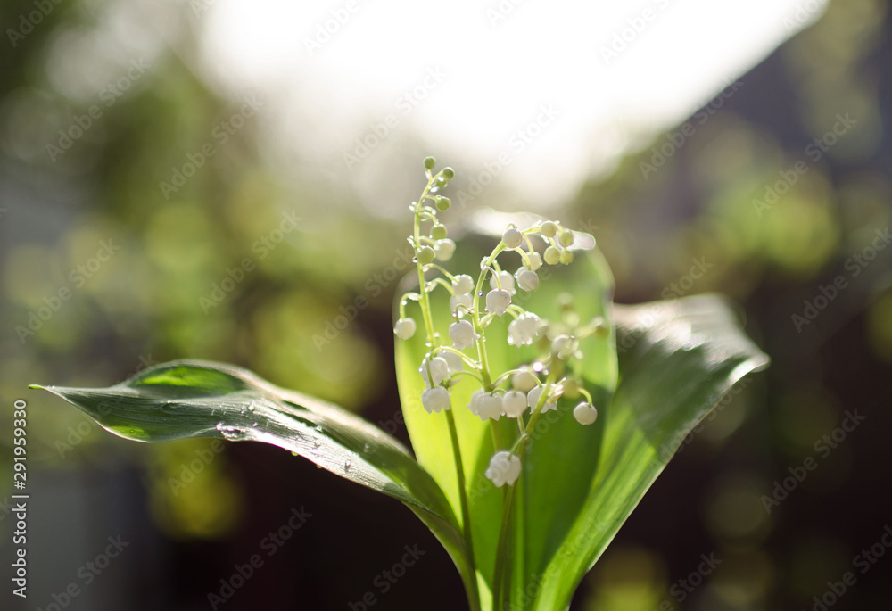Delicate flowers lilies of the valley on a beautiful blurry background with bokeh. Photo taken on a sunny day in nature, processed in delicate summer colors. Delicate flowers lilies of the valley on a beautiful blurry background with bokeh. Photo taken on a sunny day in nature, processed in delicate summer colors.