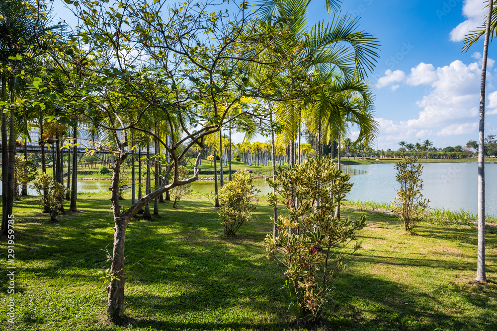 Green grass field with palm tree in Public Park