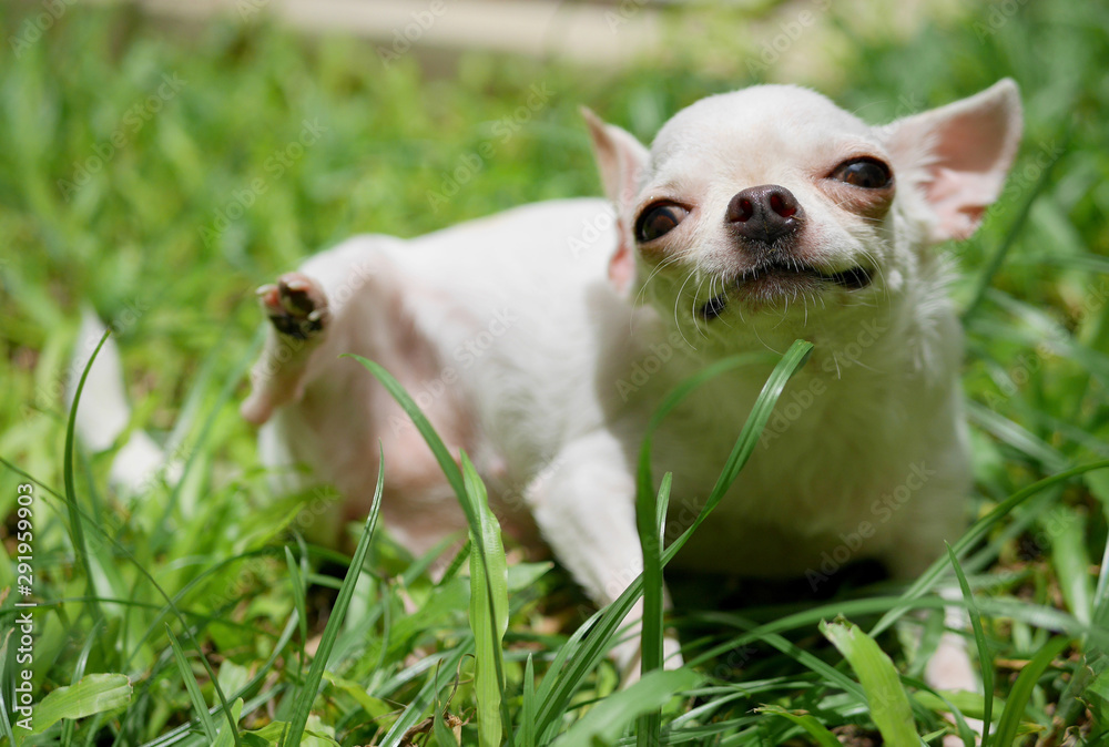 Funny white short hair Chihuahua dog trying to scratch herself in the  garden Stock Photo | Adobe Stock
