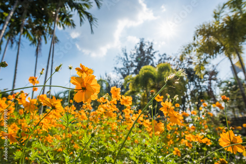 Sulfur Cosmos, Yellow Cosmos