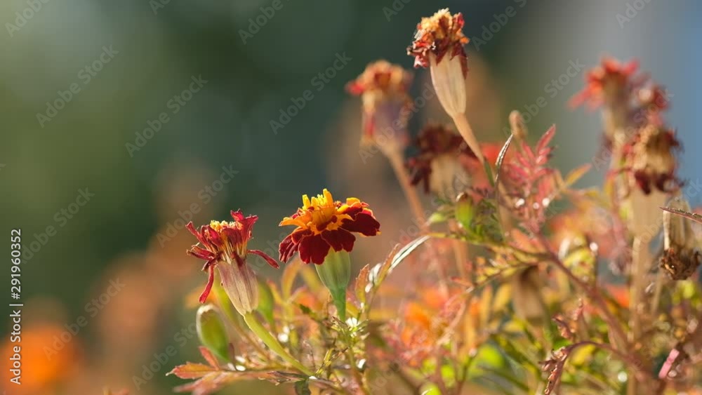 Closeup of red and yellow blooming marigold flowers on the balcony in late summer in September Closeup of red and yellow blooming marigold flowers on the balcony in late summer in September