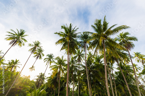 Coconut palm tree on tropical sea beach sunrise light