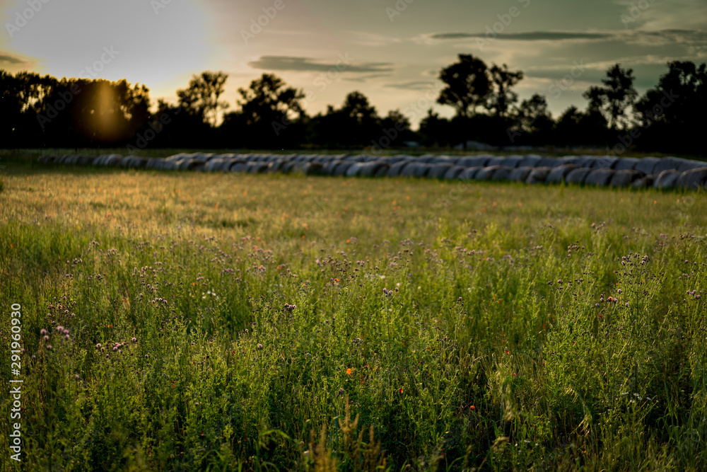 A beautiful field of grass and flowers in the time of sunset.