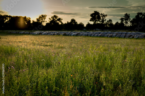 Obraz na płótnie A beautiful field of grass and flowers in the time of sunset. w salonie