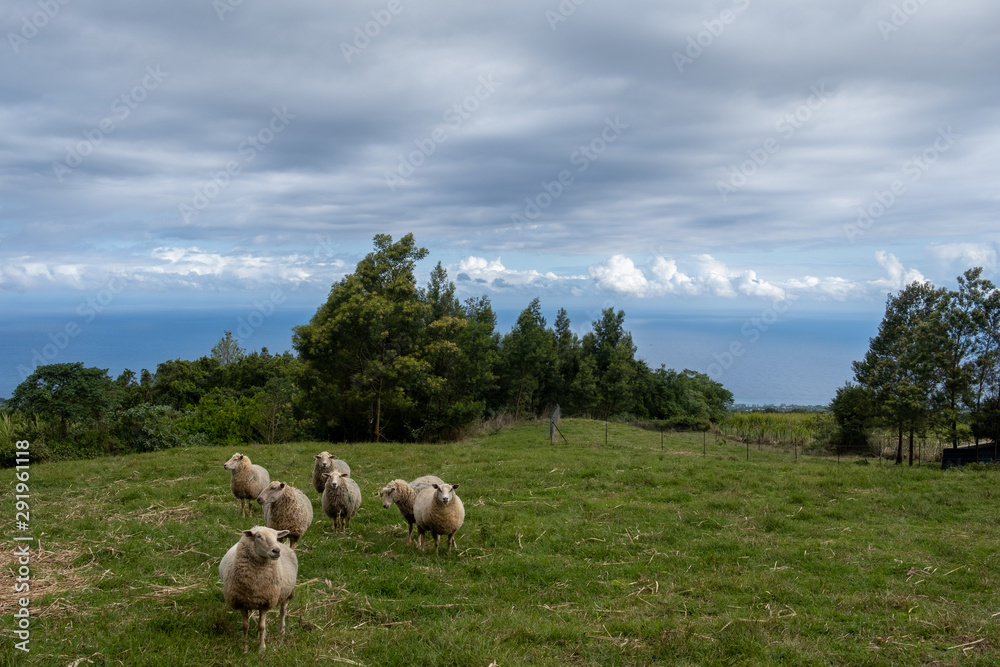 moutons dans leur champ