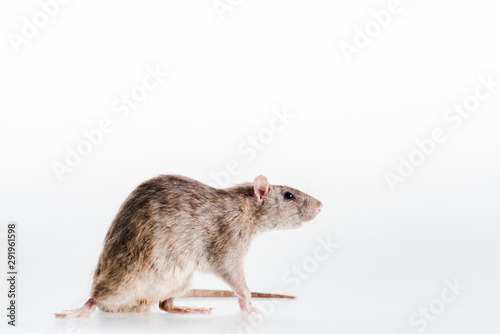 cute and small rat isolated on white